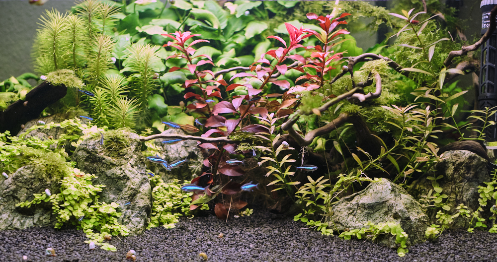 Fotoausschnitt mit grünen und roten Pflanzen im Hintergrund und blaue Neon-Fische im Vordergrund