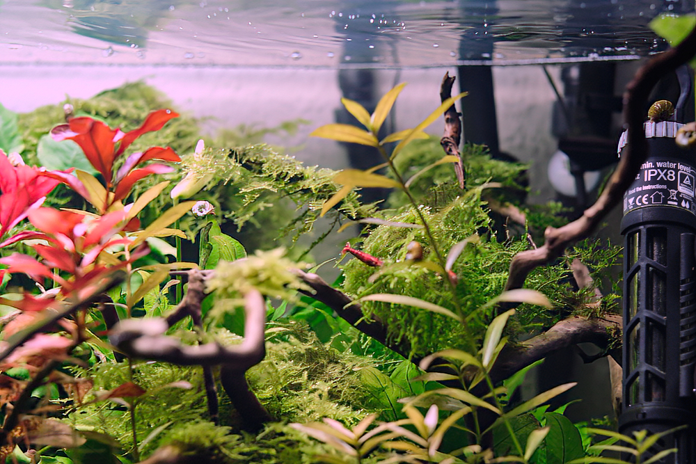 Foto meines 160 Liter Süßwasseraquariums, in dem Steine, mit Moos bewachsene Wurzeln und Pflanzen Inselhaft zusammengestellt sind.